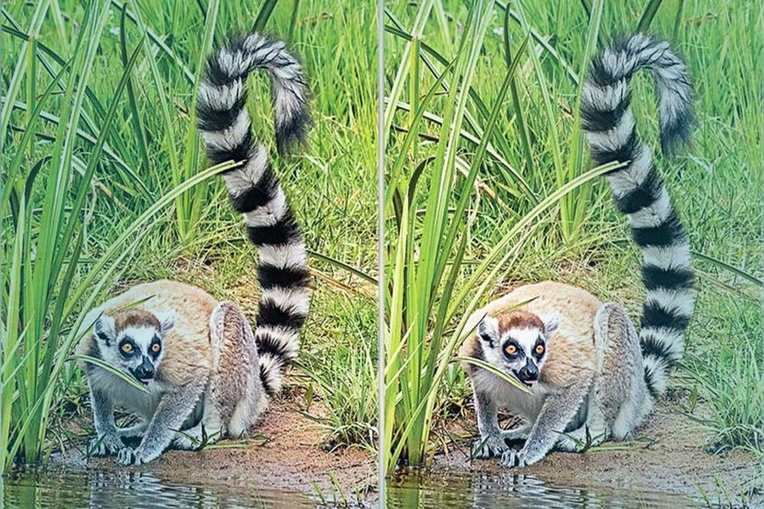 গাজীপুর সাফারি পার্ক থেকে চুরি যাওয়া দুটি লেমুর আম্বানির চিড়িয়াখানায়
