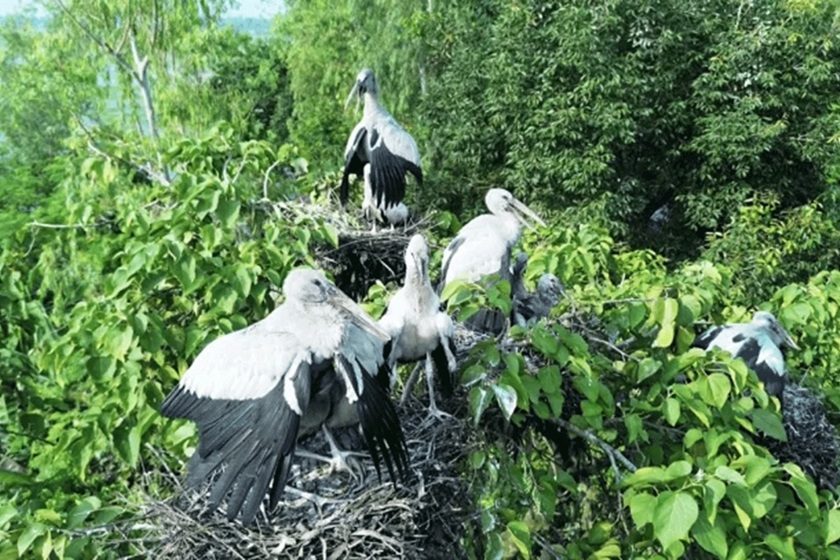 শীতের আগেই চলনবিলে অতিথি পাখির আগমন