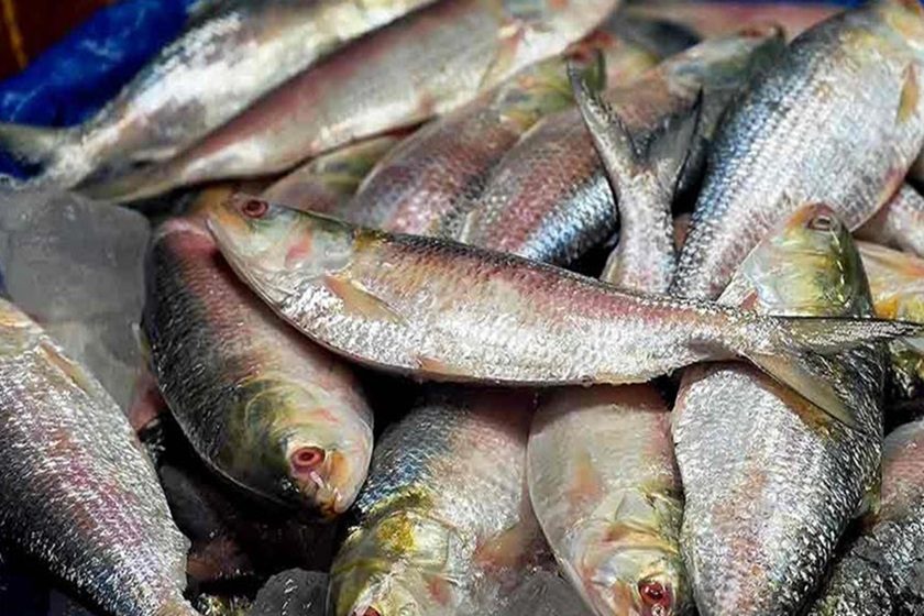 ভারতের ইলিশ আমদানি বন্ধ করল বাংলাদেশ